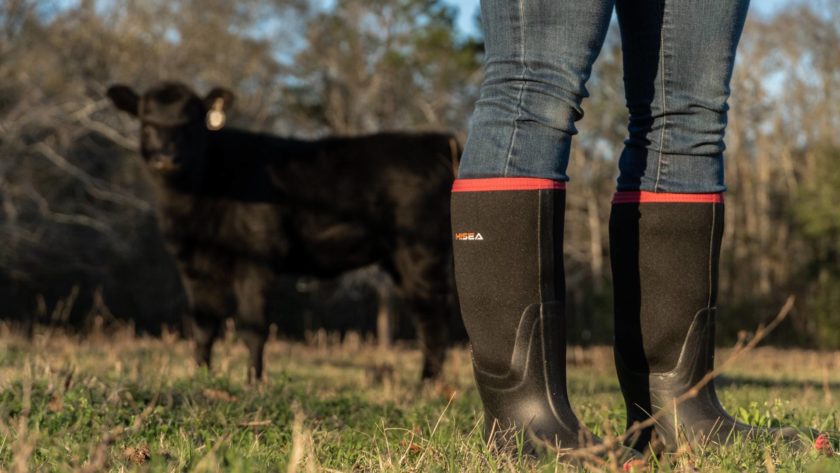 a women wearing a pair of HISEA rain boots, standing back is a black cow